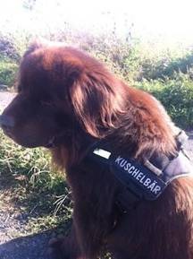 Austauschlogo f?r K9 Geschirr